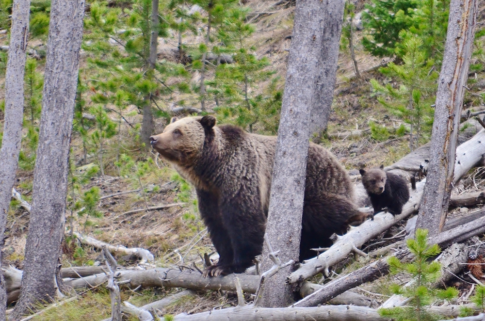 flathead grizzly van Manen FWS