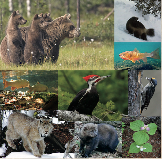 flathead bitterroot task force Wildlife collage